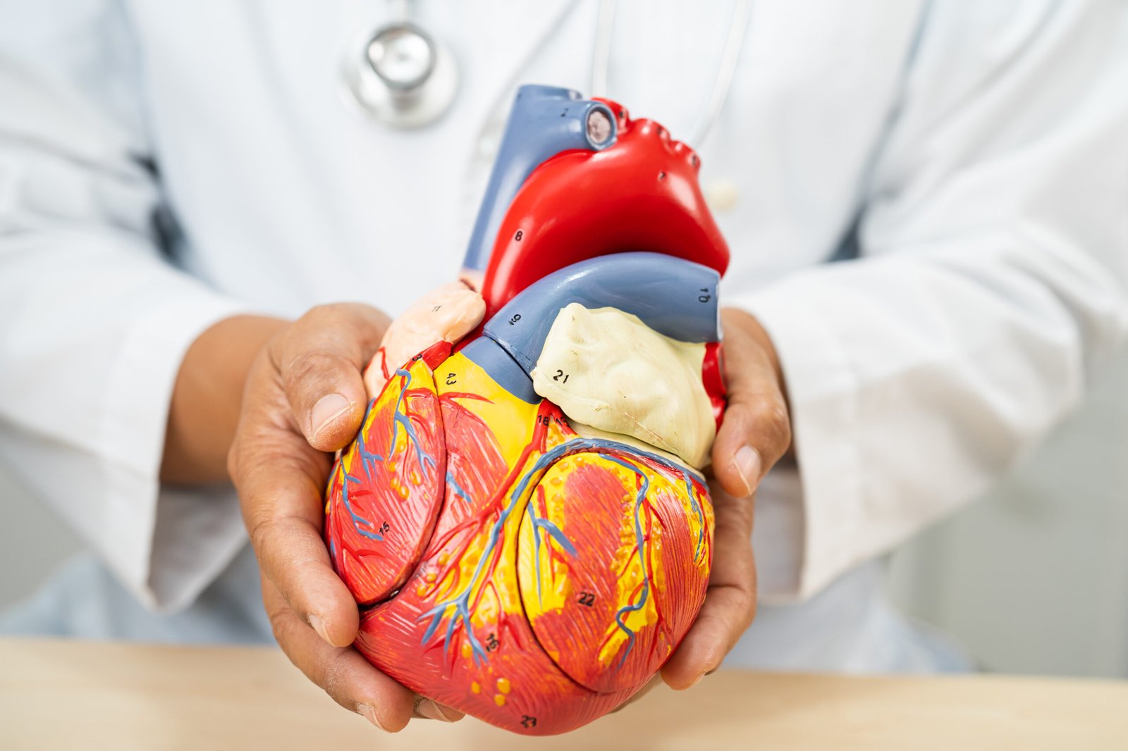 Cardiovascular disease CVD, Asian doctor holding human anatomy model for learn and treat heart disease.